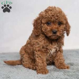 Quincy, Cavapoo Puppy